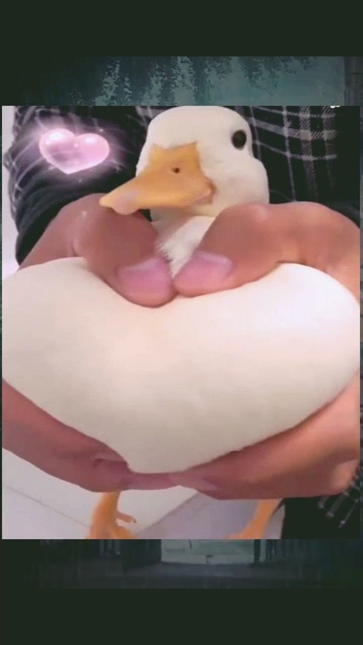 鸭子用我身上最好吃的肉给大家表演一个比心