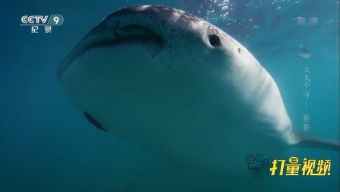 大太平洋第四集，海洋动物“鲸鲨”|寰宇视野