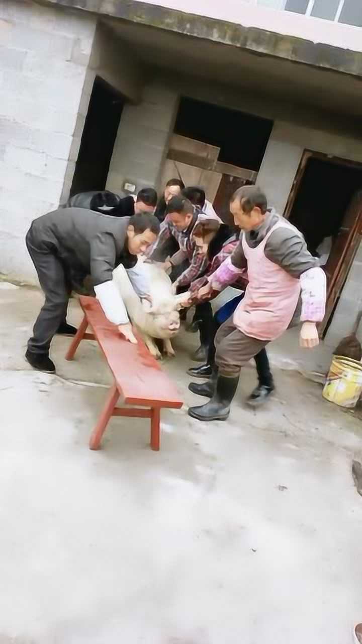 农村杀猪场面,七个人抬一个猪都这么费劲,别说杀了!