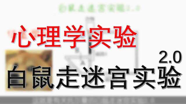 趣味科普:心理学趣实验之白鼠走迷宫实验2.0