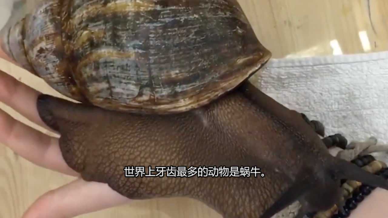 蜗牛是牙齿最多的动物,密集恐惧症的人别进!