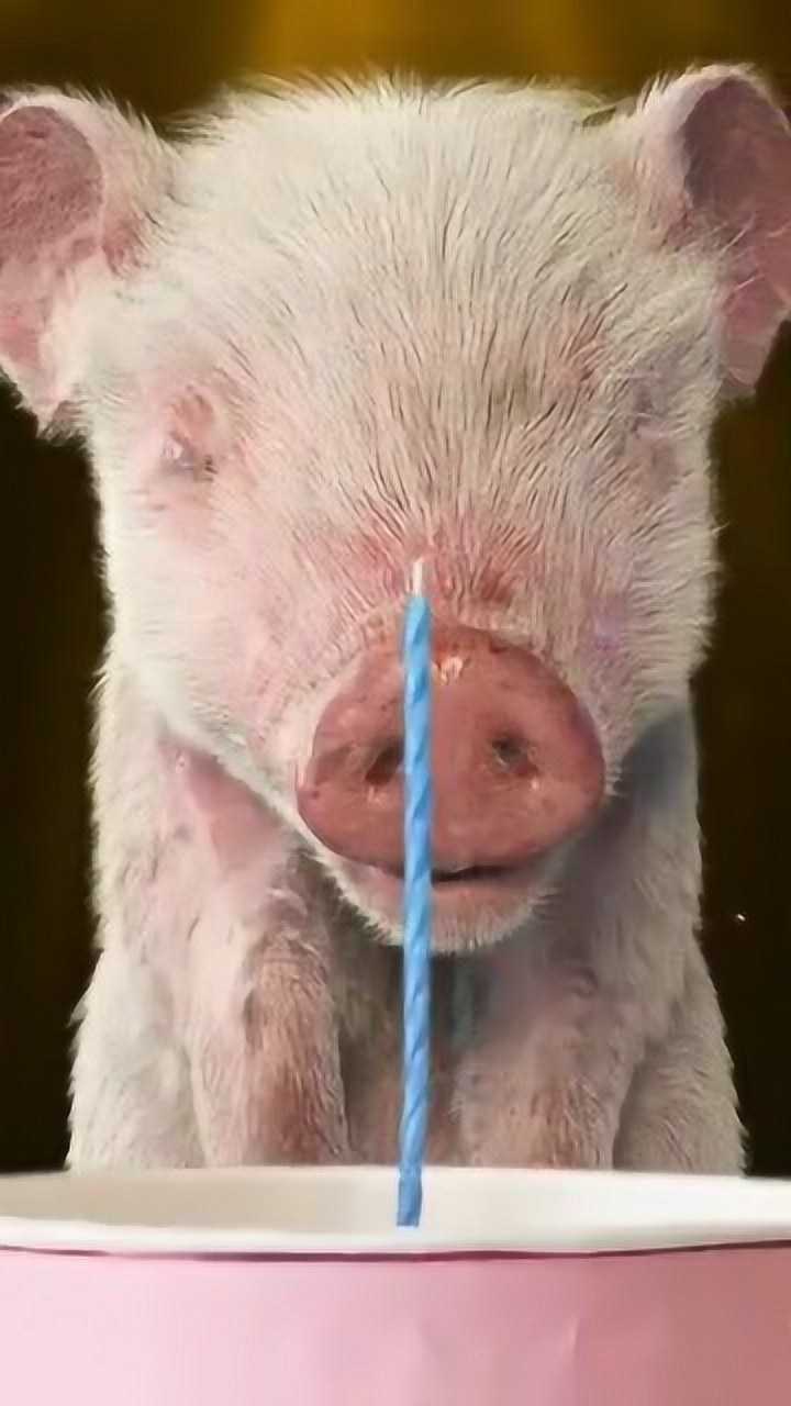 第45集猪小迈一岁生日