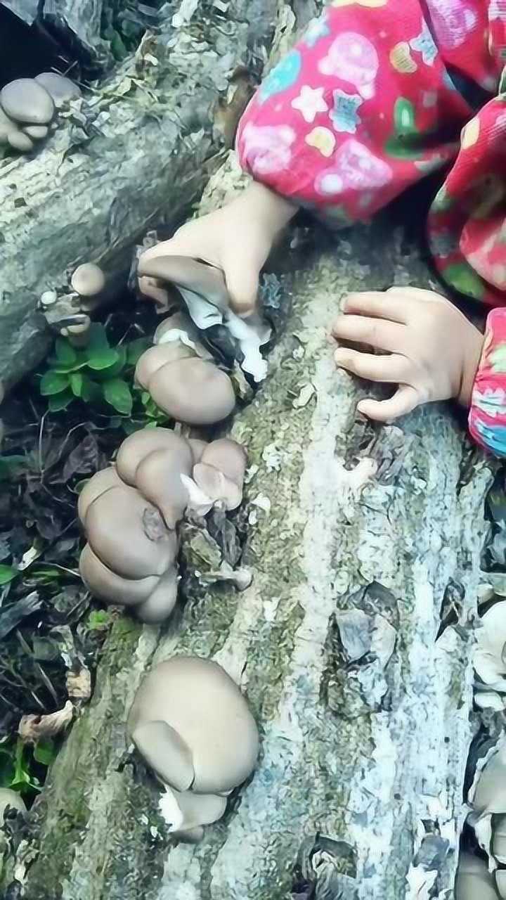 农村小娃娃上山采蘑菇手掌还没蘑菇大呢采的可起劲儿了