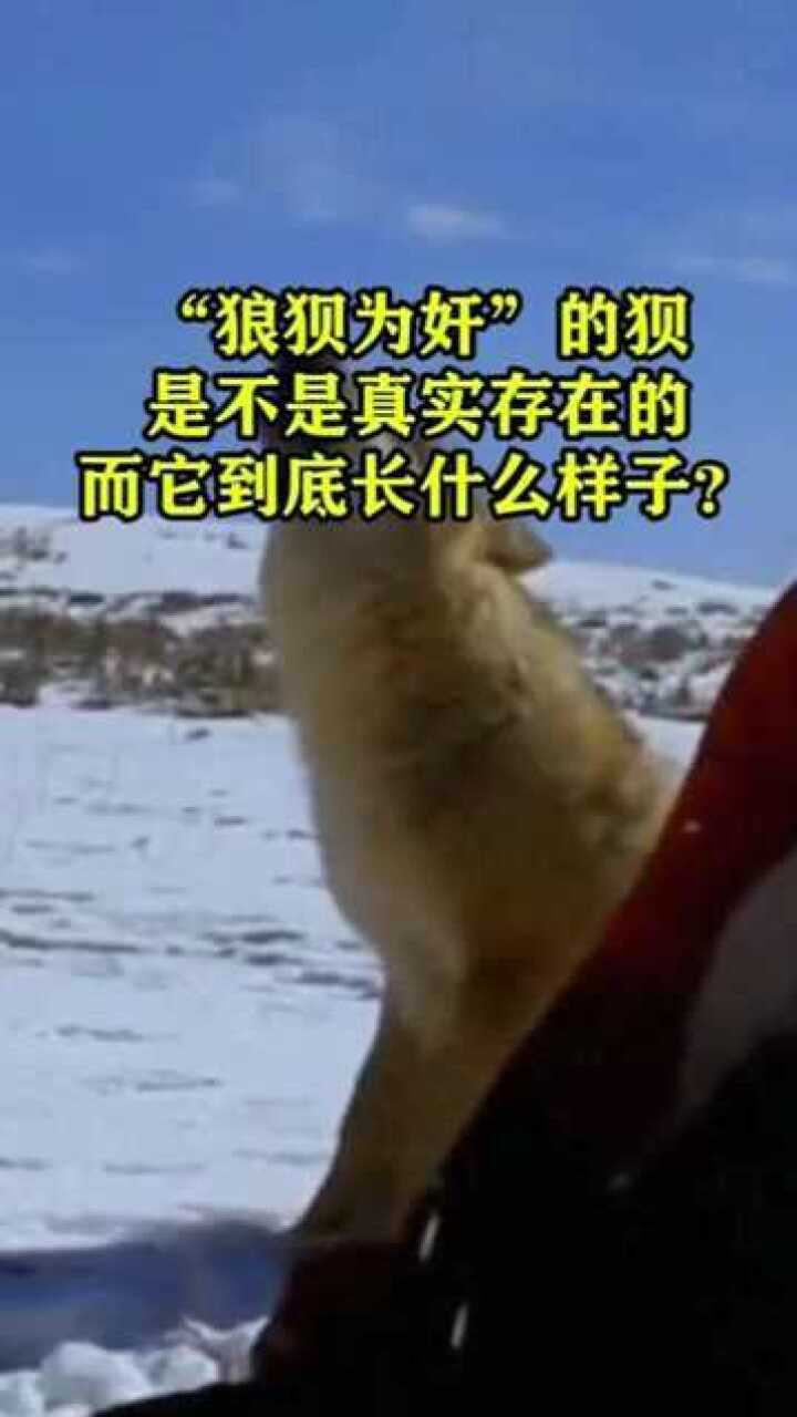 狼狈为奸的狈是不是真实存在的它到底长什么样子