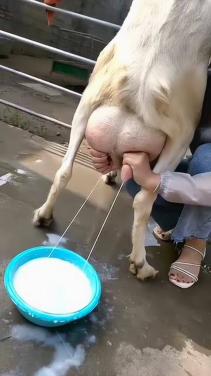 美女挤羊奶,使出洪荒之力,3分钟就完成工作!