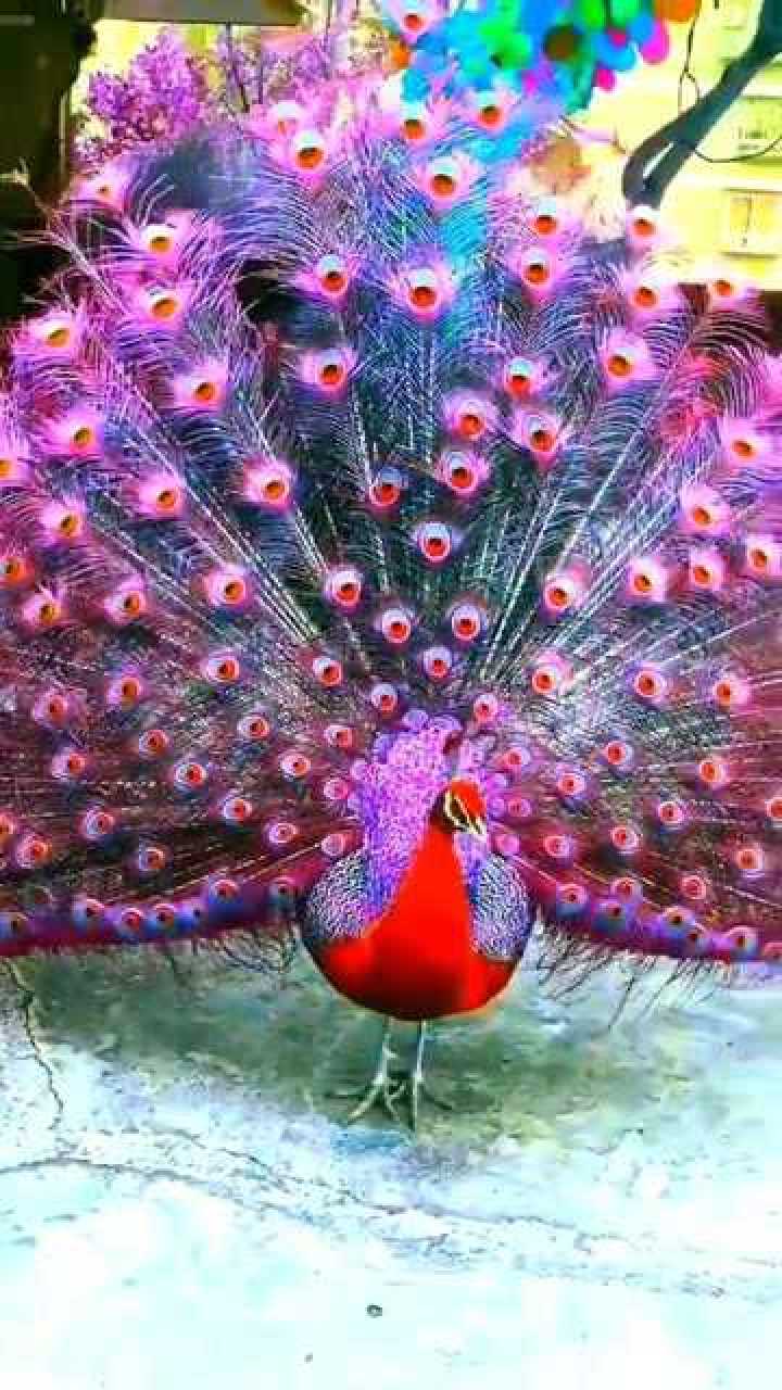 孔雀开屏,红色还是黄色好看?_腾讯视频