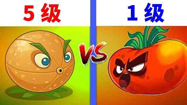 pvz2:实测,5级的充能柚子,真的敌不过1级的终极番茄