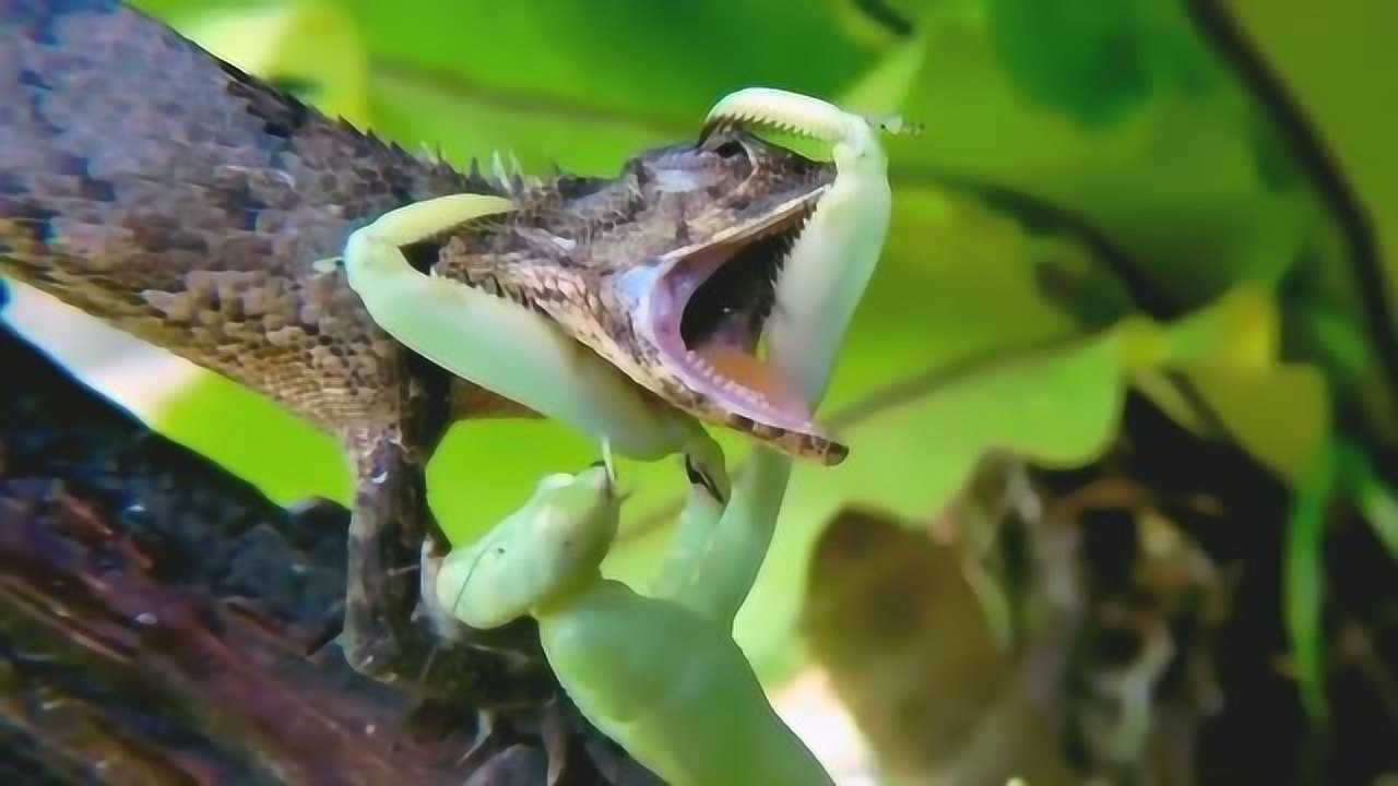 螳螂才是捕食界的"高手",一对大刀出手,不留活口!
