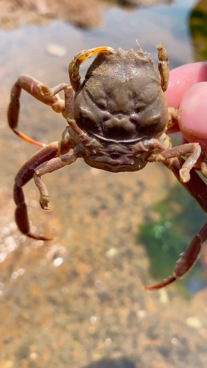 关公螃蟹_腾讯视频