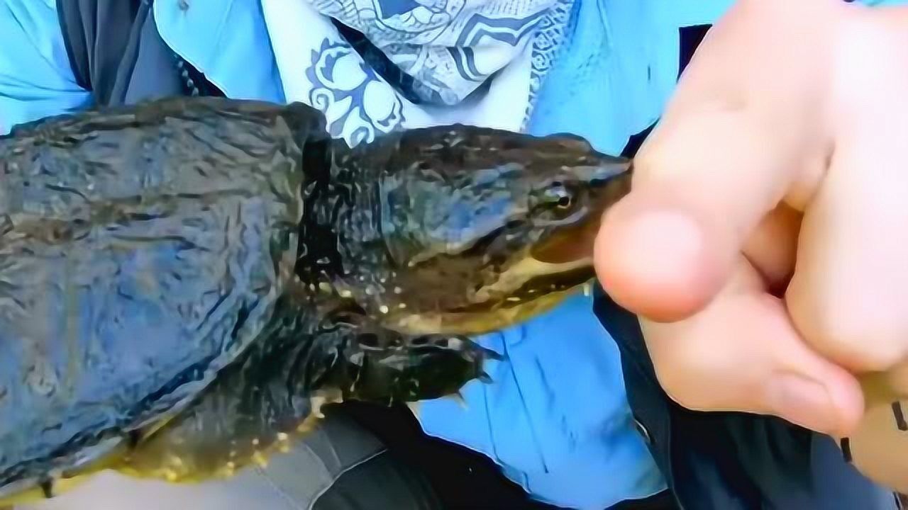 如果被乌龟咬住不松口嘴还不要用强只要往它嘴巴里倒水就可以了