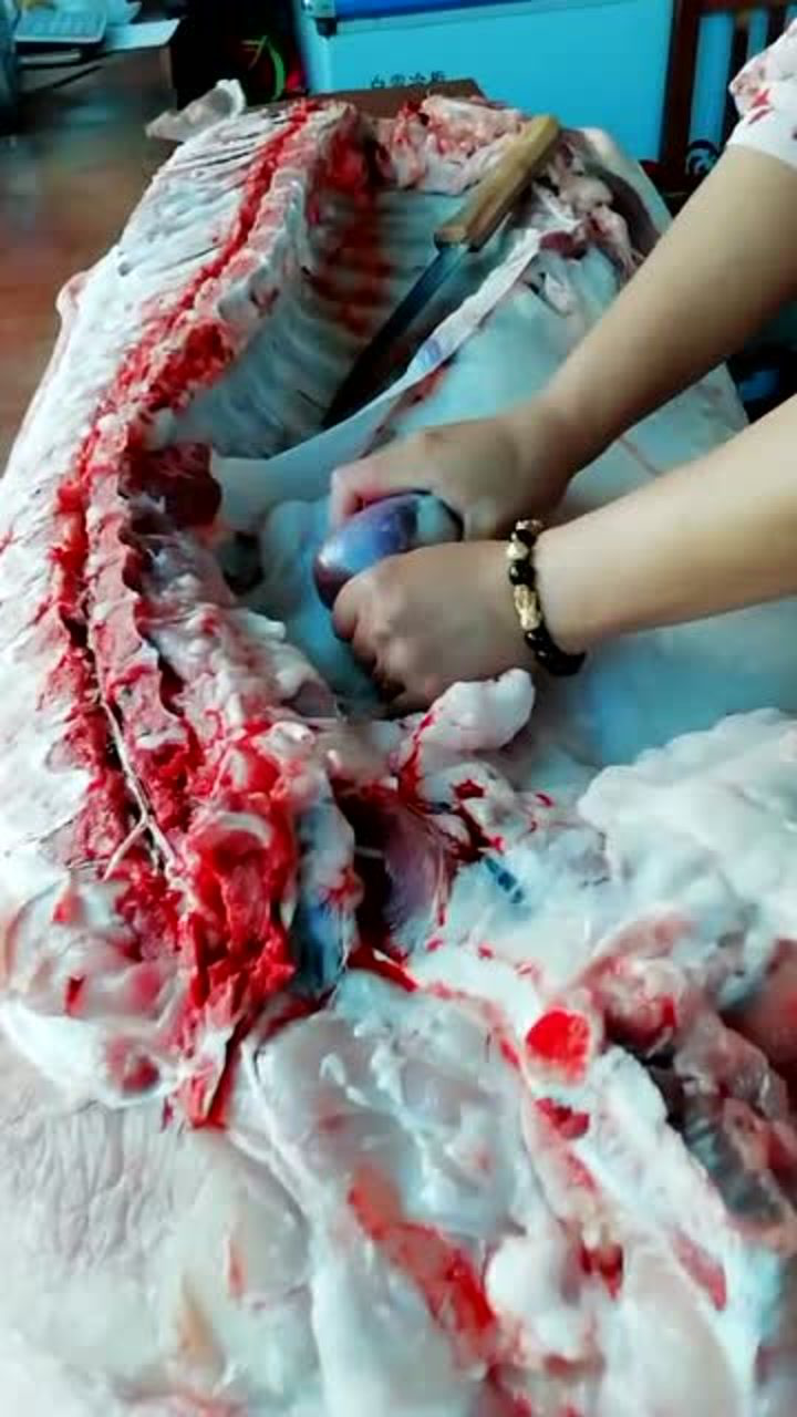 现杀羊处理美女徒手切割腰子成功保障新鲜度