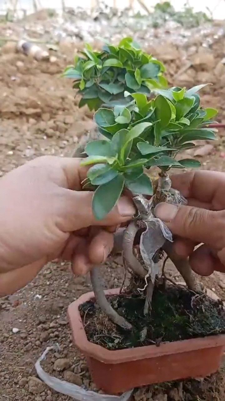 嫁接成活的榕树,一学就会,简单成活