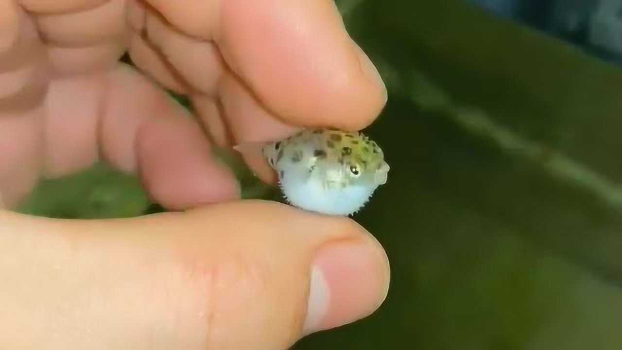 这么小的河豚都会生气,太可爱了吧,会不会把自己气炸了!