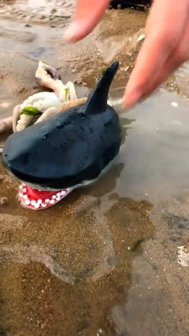 大鲨鱼和八爪鱼,谁会占上风,猜对算你赢