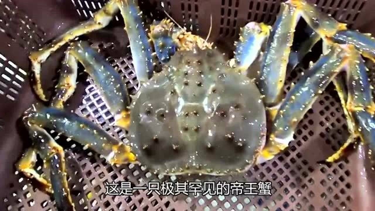 小哥哥卖罕见钴蓝色帝王蟹350元一斤排队买吃完这钱没白花