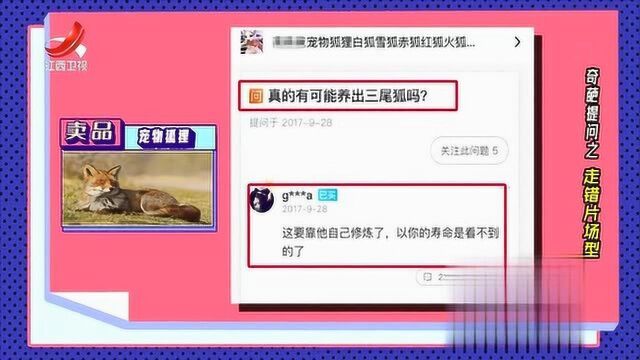 网购小狐狸,有人问真的能养出三尾狐吗?下面神回复