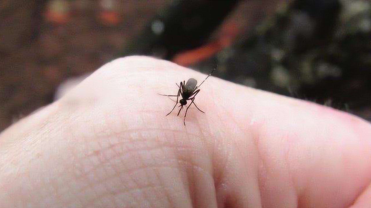 家里有蚊子不要急,房间里放一张纸,蚊子来多少灭多少,太实用了