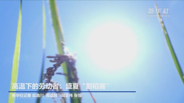 高温下的劳动者:盛夏“割稻客”