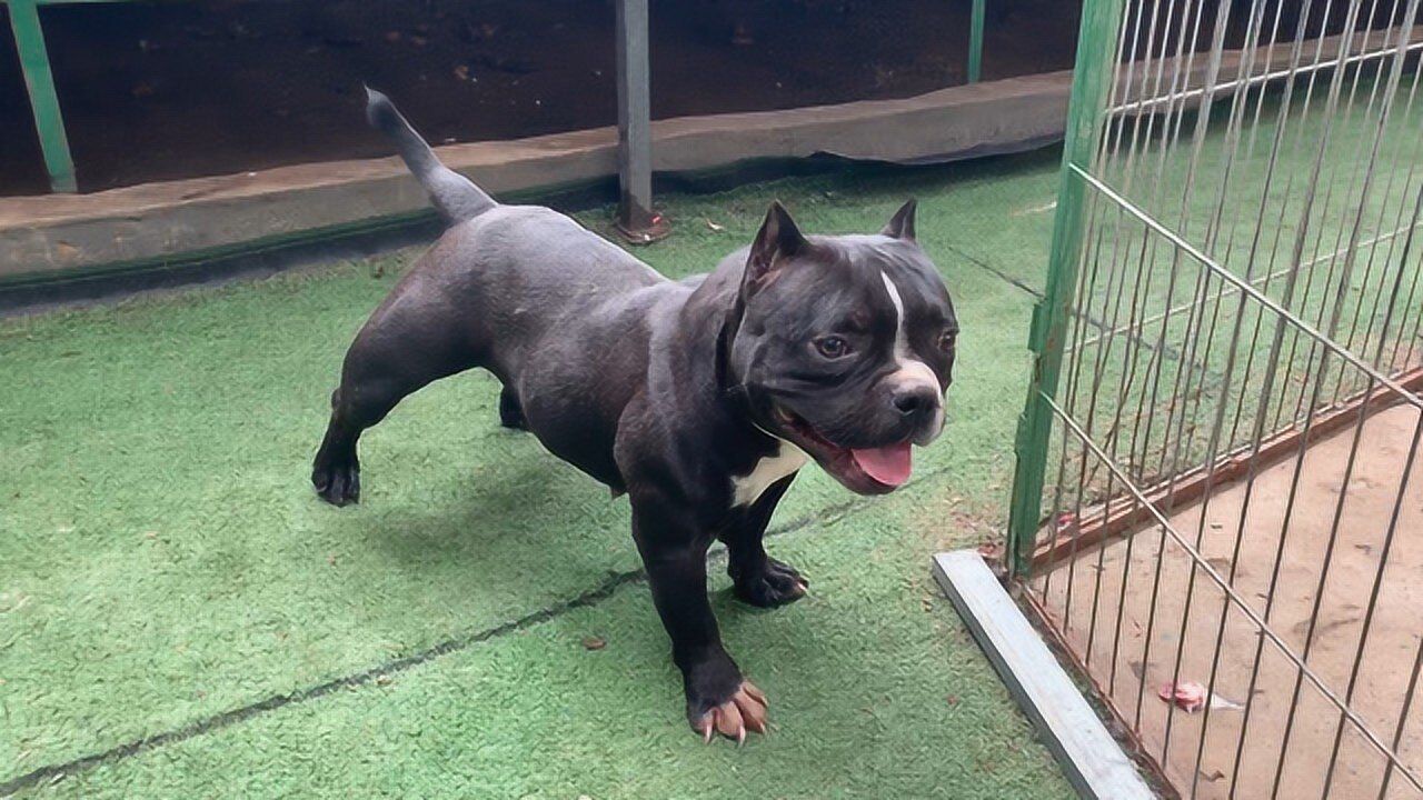 身价数万的纯种恶霸犬,全国仅有几条,看看它的后代品相怎么样!