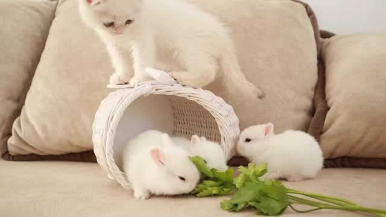 猫咪和小白兔玩耍太可爱啦