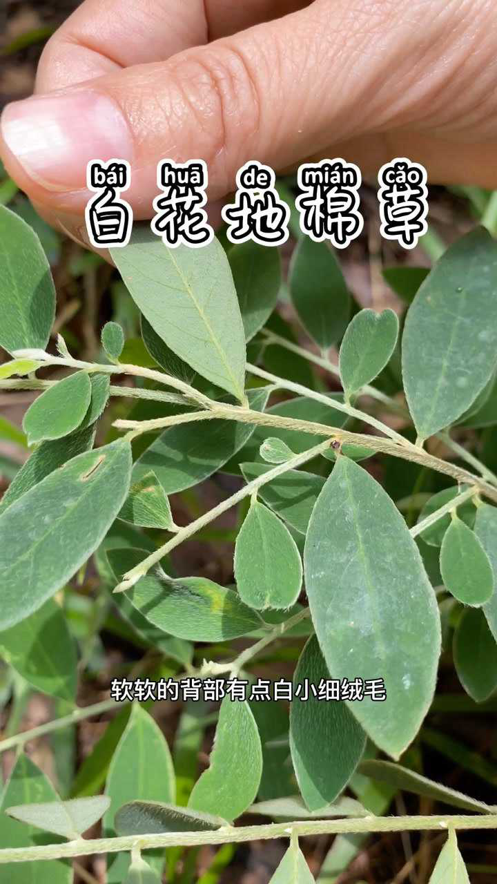 这个不是了哥王,它是白花地棉草_腾讯视频