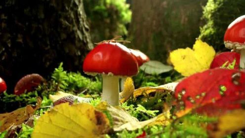 森林中的蘑菇扮演着不可或缺的角色，这是一个奇异的真菌世界！
