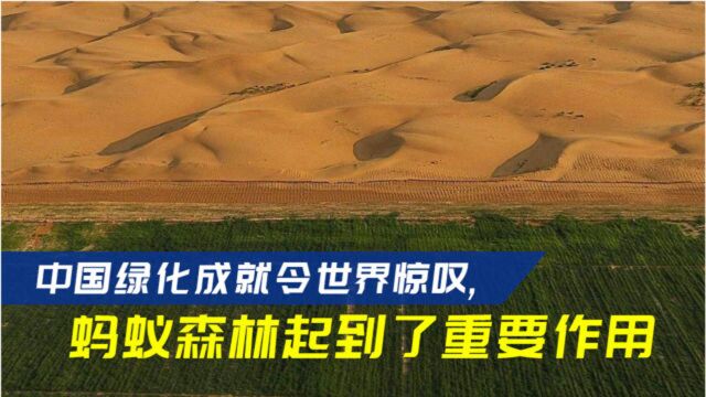 中国绿化成就令世界惊叹,蚂蚁森林起到重要作用:种树140万亩