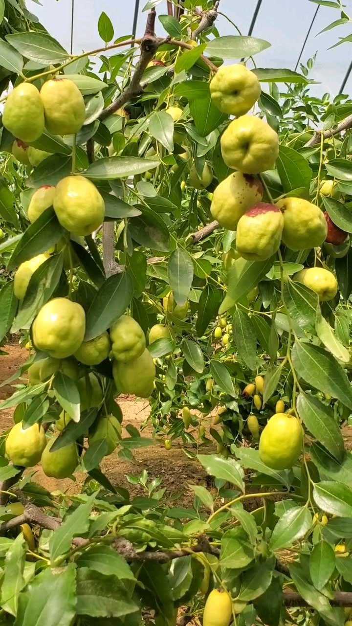 新郑市枣树研究所!红枣《品种编号:_98_4》技术管理模式展播!