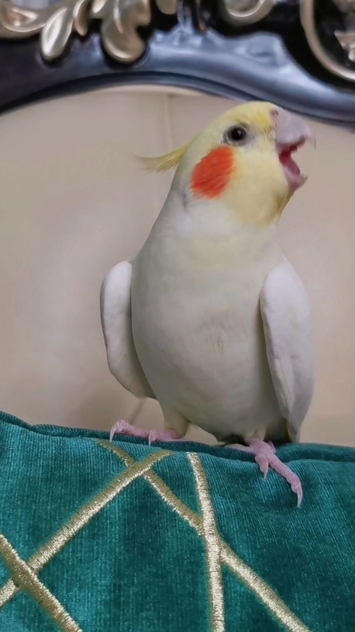 玄凤鹦鹉也来跳歪脖舞啦