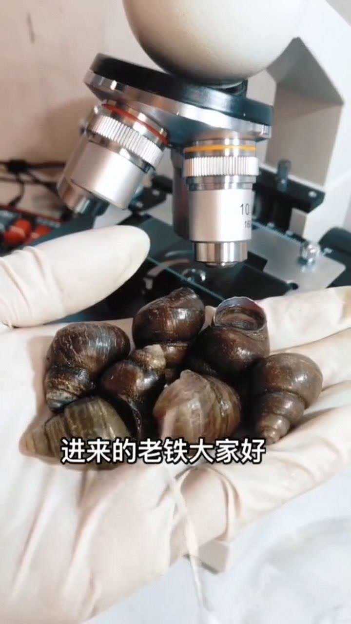 田螺有寄生虫吗 图片图片