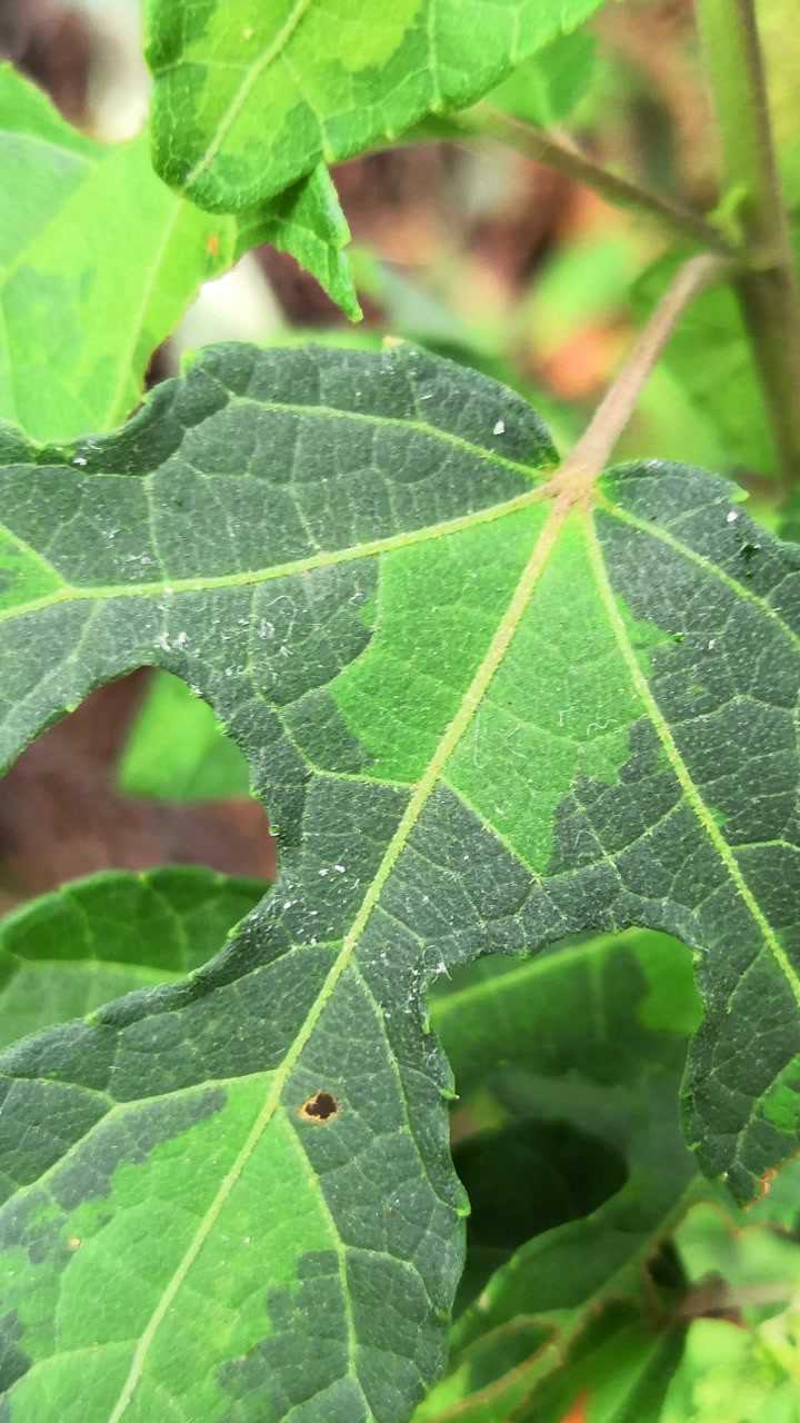 这种植物叫做狗脚迹作用却不小