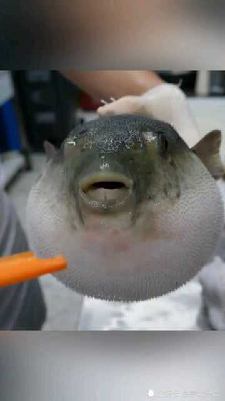 来看看河豚的牙口有多么强大