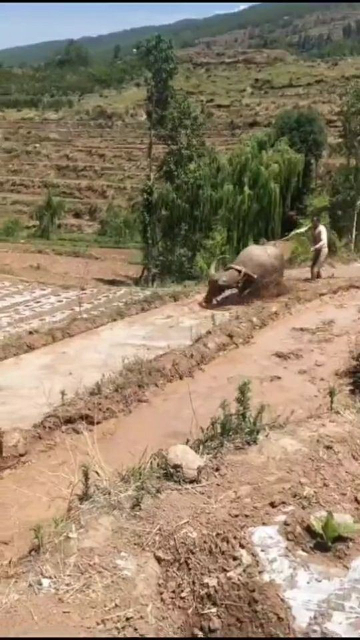 南方農村的水牛犁地這氣勢不輸蘭博基尼大牛