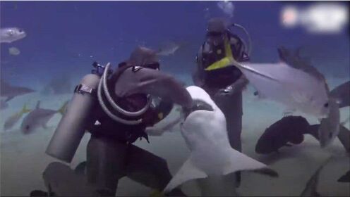 不惧危险！女潜水员帮鲨鱼从口中取出300只鱼钩：我只想它们生活的好一点