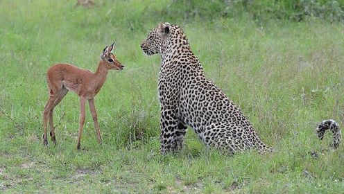 猎豹和小鹿是朋友？捕食者和猎物的友情真不可思议
