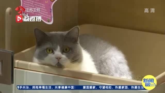 “云养猫”还赚钱?6000多人网上养猫投资被骗几亿元