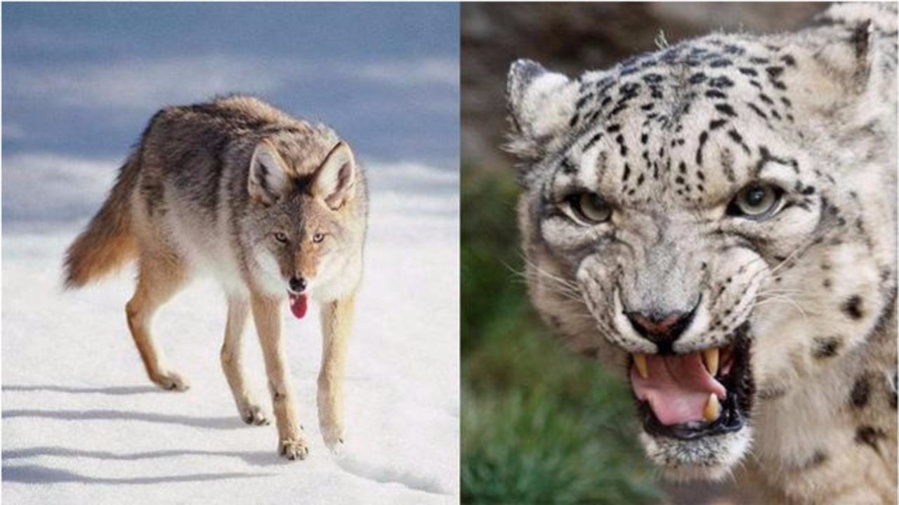 雪豹和雪狼谁比较厉害高原上雪中的王者之争雪狼雪豹不好惹