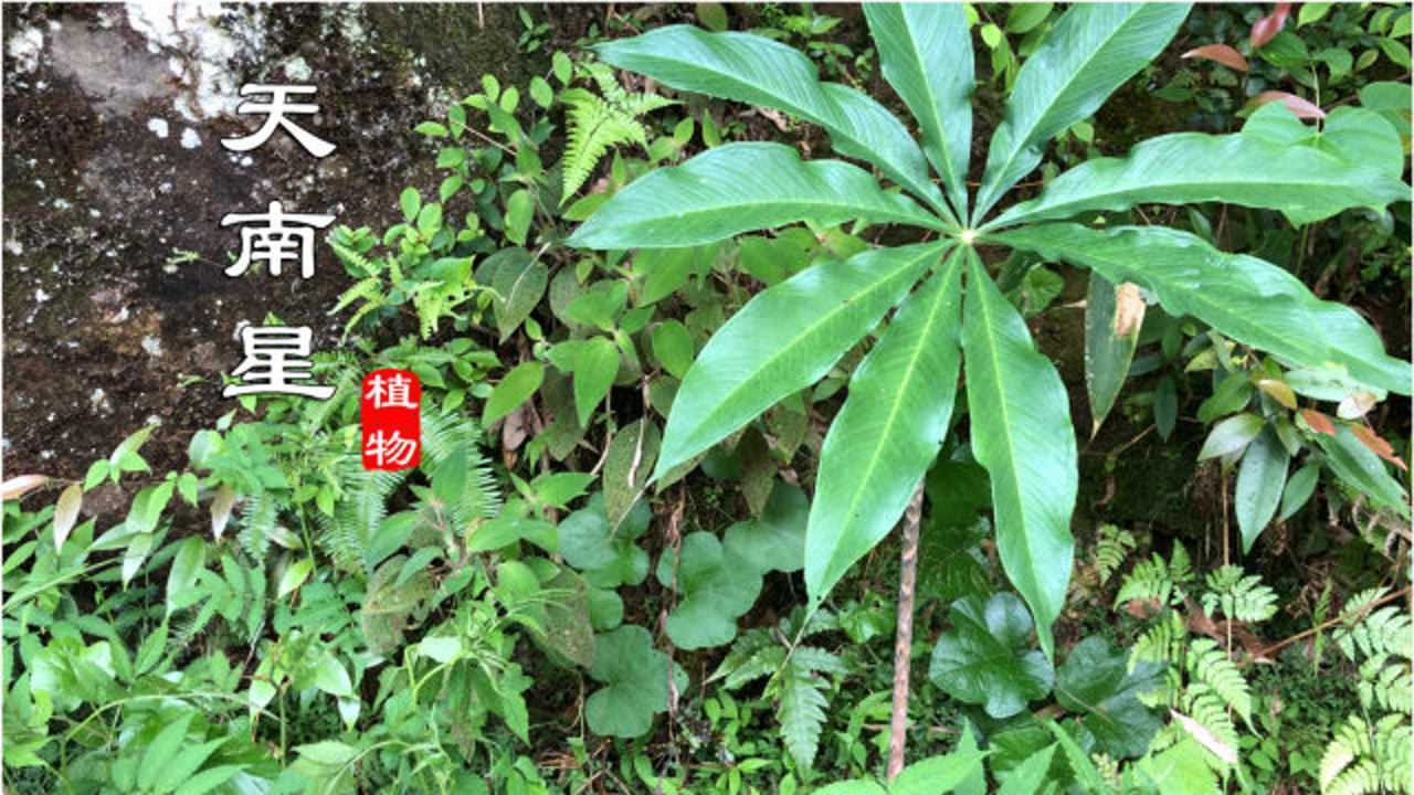 请注意!"天南星"有毒,有必要认识它,叶子像把伞,茎杆似蛇见过吗
