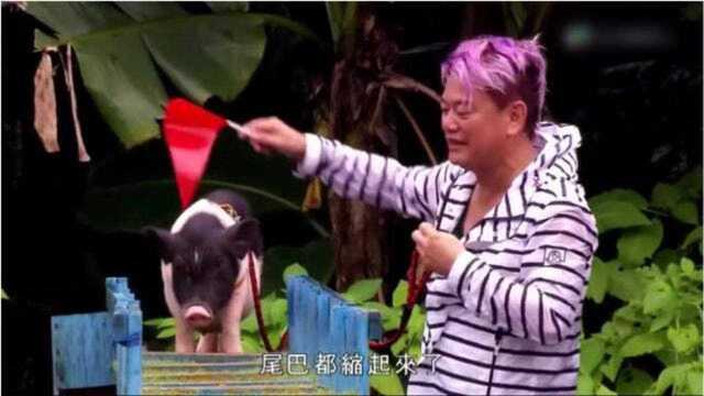 叻哥陈百祥猪唛艺训班,训练小猪跑50米