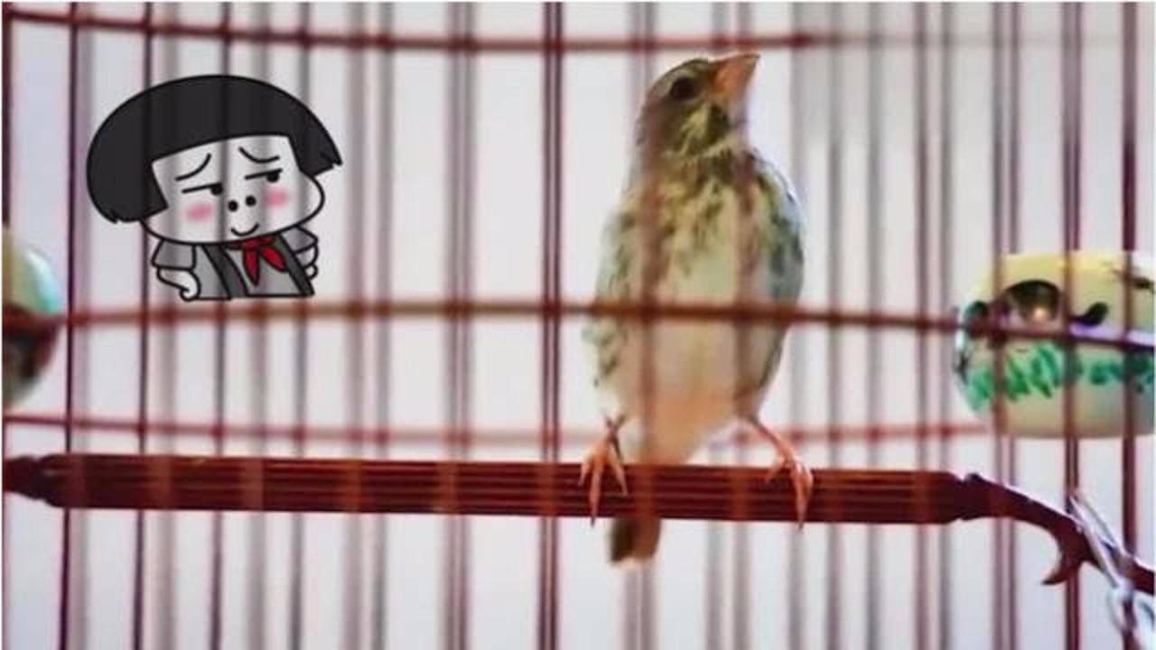 这是灰燕和金燕的杂交鸟,叫声真的很好听!