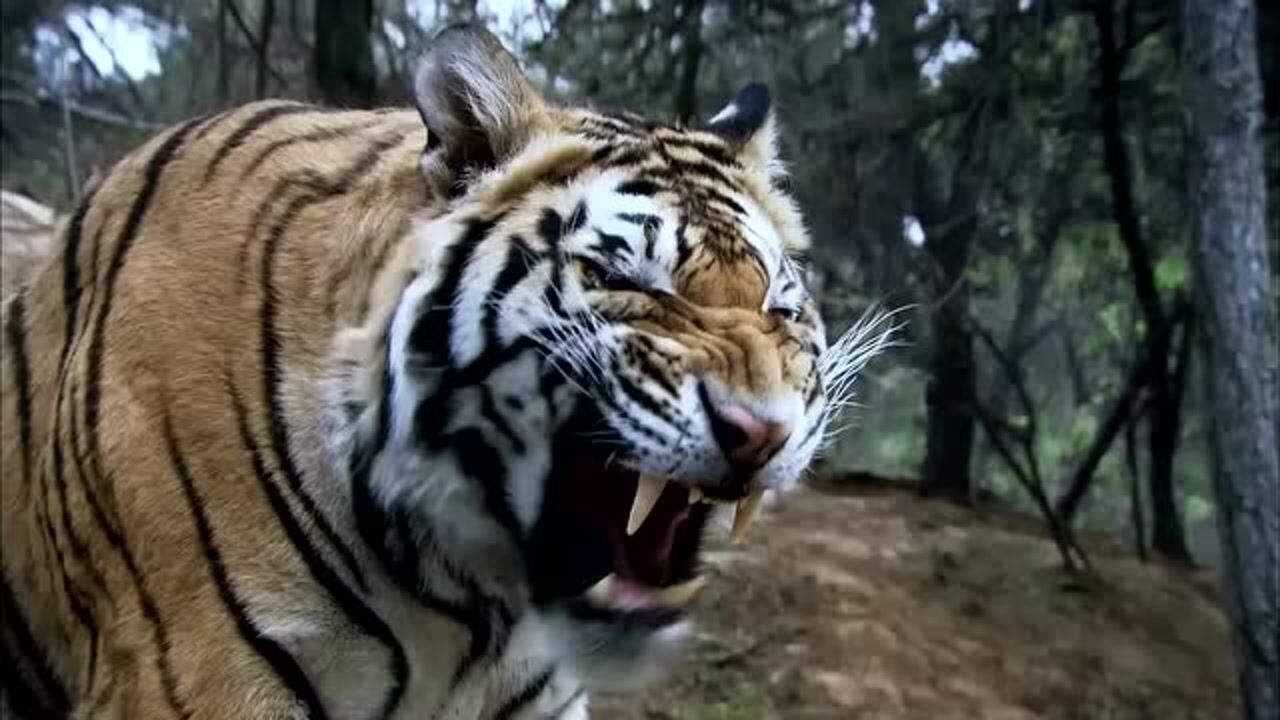 新水浒传:武松打虎真是精彩,惊心动魄扣人心弦,经典!