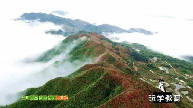 万亩映山红,航拍云海,满山红花仙境般的画面,罕见的贵州美景