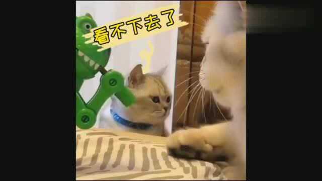 猫的智商原来也有差异!聪明的猫:同样是猫,但你的智商堪忧啊!