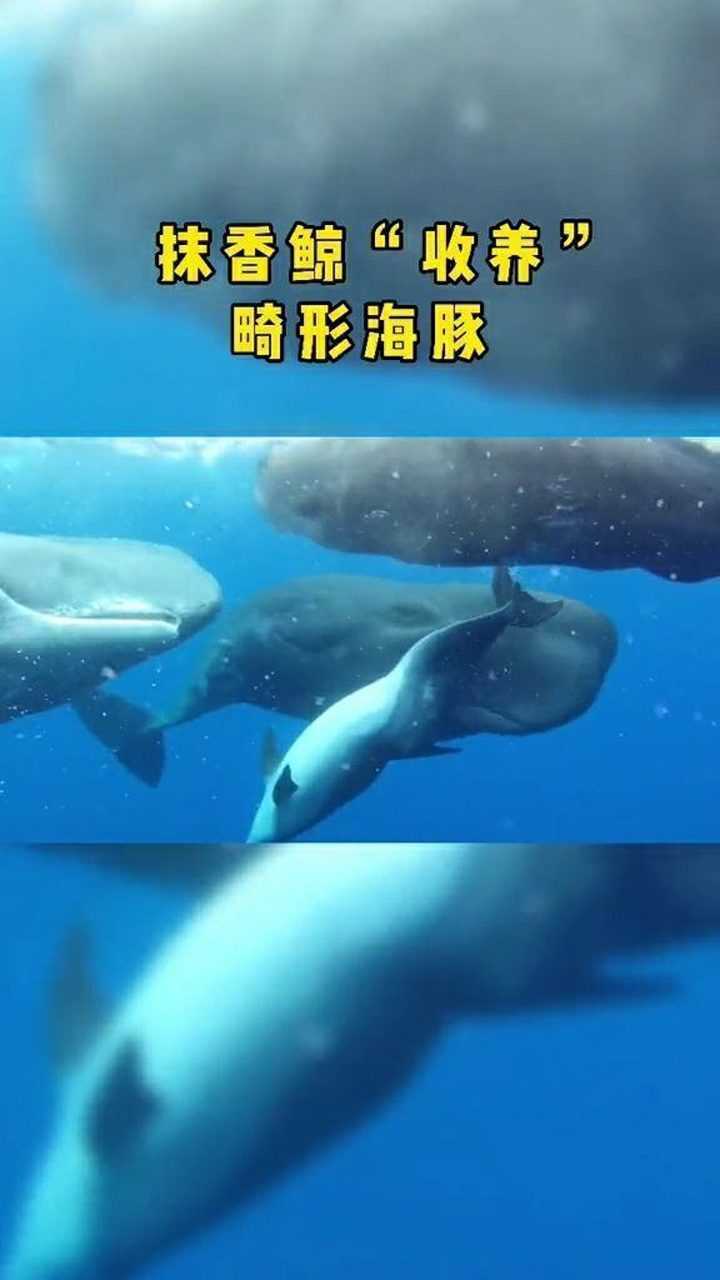 海豚畸形婴儿图片