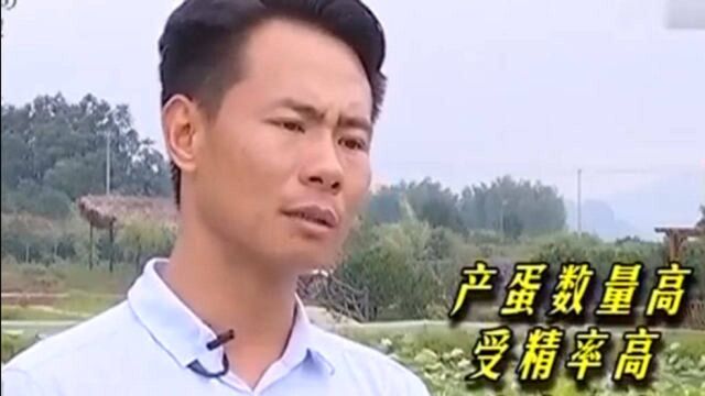 甲鱼蛋经过四十多天的孵化 甲鱼宝宝出生 体重只有一克多