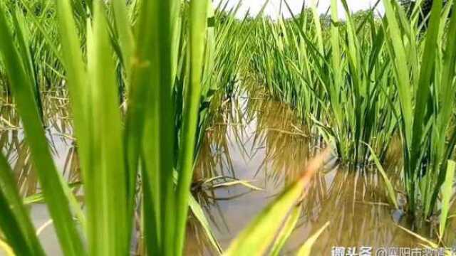 襄阳市襄城区欧庙镇付岗七队——水稻田