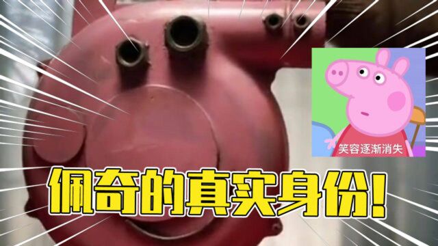 什么是佩奇?佩奇的真实身份!感动万千家庭的猪?