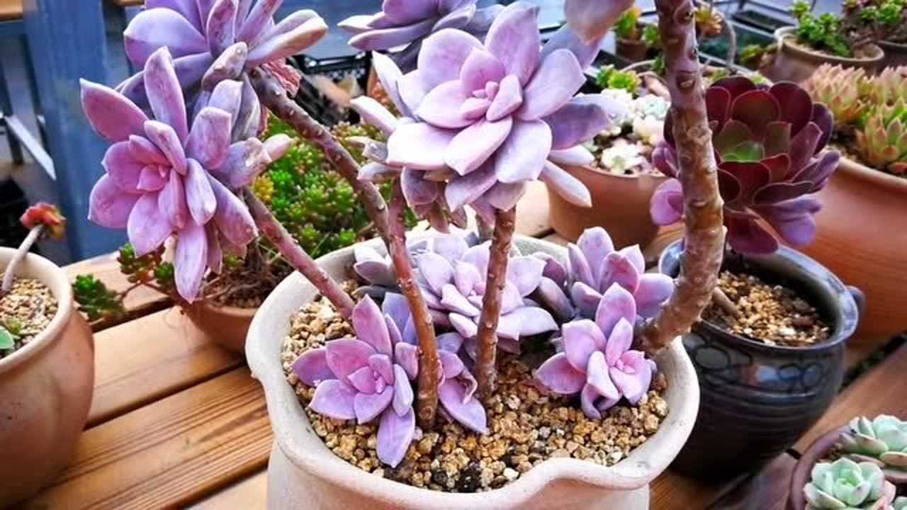 云南多肉植物欣赏:就是酱紫色的华丽风车老桩!