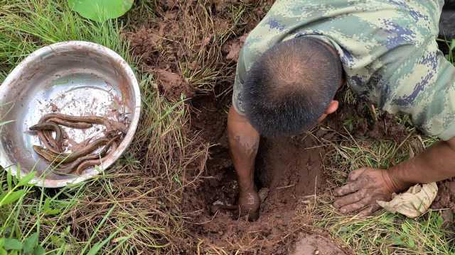 农村老哥哥在莲藕塘发现一个洞,挖开后哇哇大叫,黄鳝爆窝真是惊喜啊