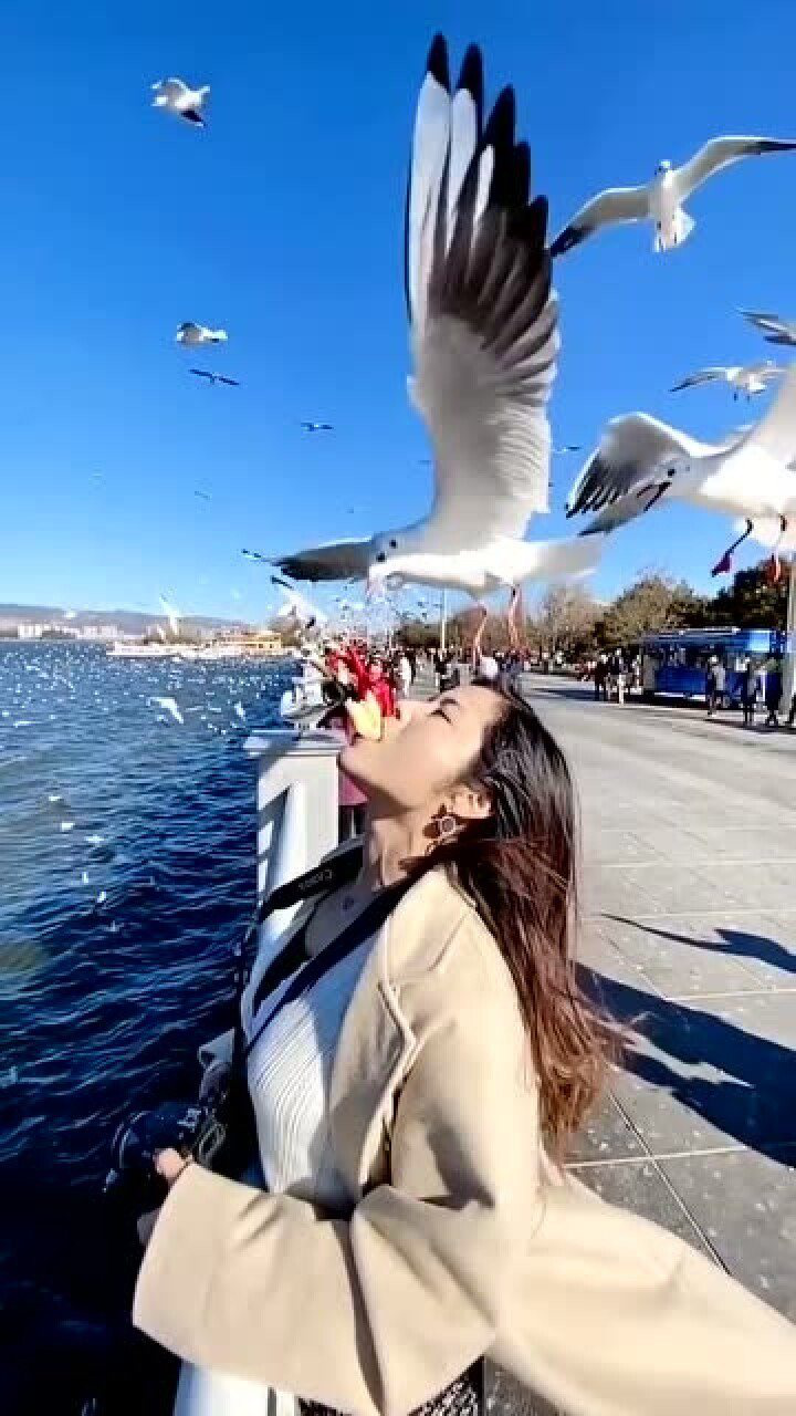 海鸥配美女画面感极其舒适像瞬间与海鸥接了吻